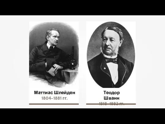 Маттиас Шлейден 1804–1881 гг. Теодор Шванн 1818–1882 гг.