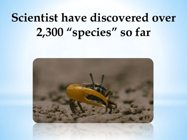 Scientist have discovered over 2,300 “species” so far