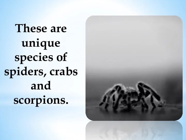 These are unique species of spiders, crabs and scorpions.