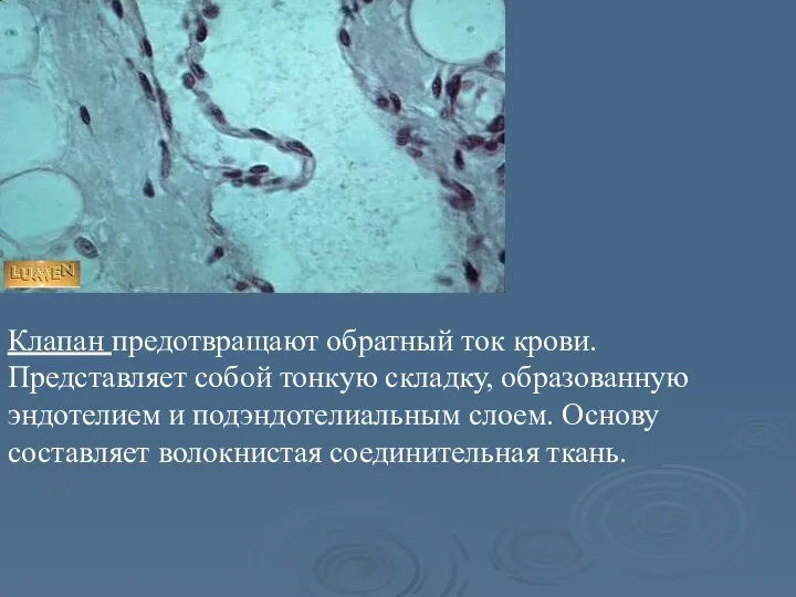 Клапан предотвращают обратный ток крови. Представляет собой тонкую складку, образованную эндотелием и