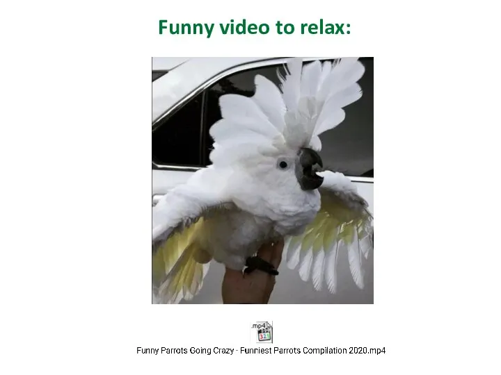 Funny video to relax: