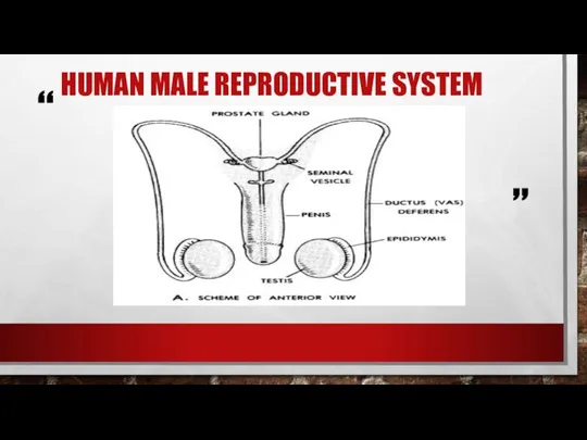 HUMAN MALE REPRODUCTIVE SYSTEM