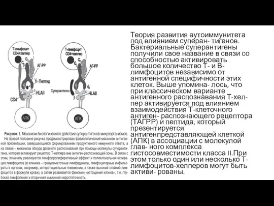 Теория развития аутоиммунитета под влиянием суперан- тигенов. Бактериальные суперантигены получили свое название