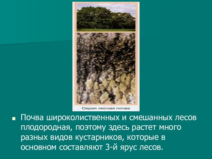 Почва широколиственных и смешанных лесов плодородная, поэтому здесь растет много разных видов