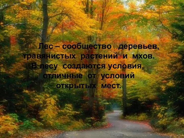 Лес – сообщество деревьев, травянистых растений и мхов. В лесу создаются условия,