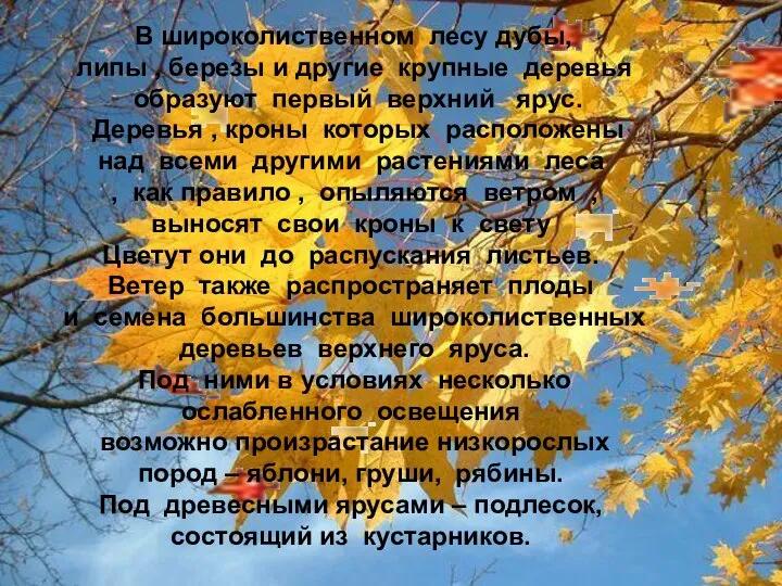 В широколиственном лесу дубы, липы , березы и другие крупные деревья образуют