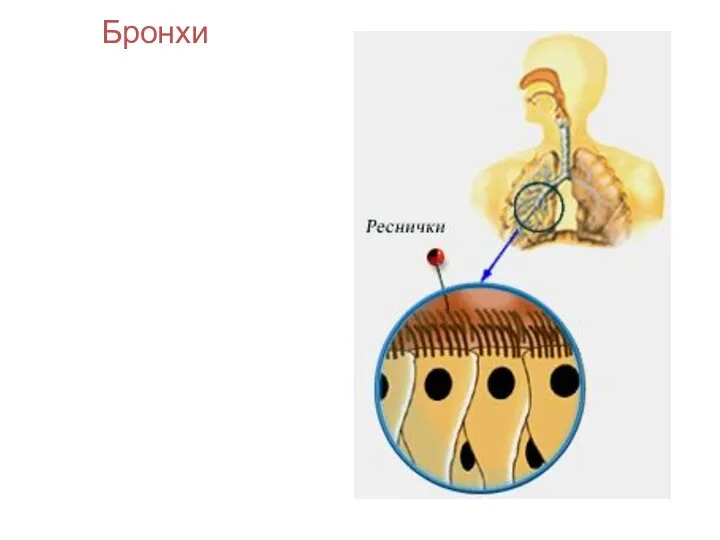 Бронхи