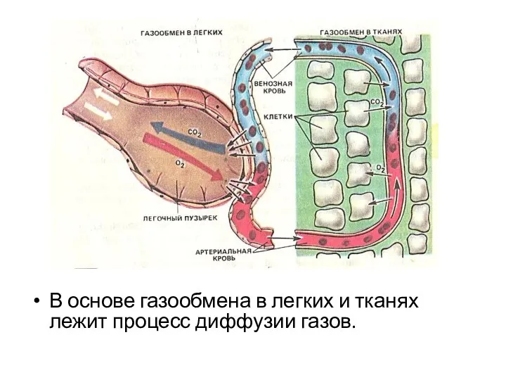 В основе газообмена в легких и тканях лежит процесс диффузии газов.