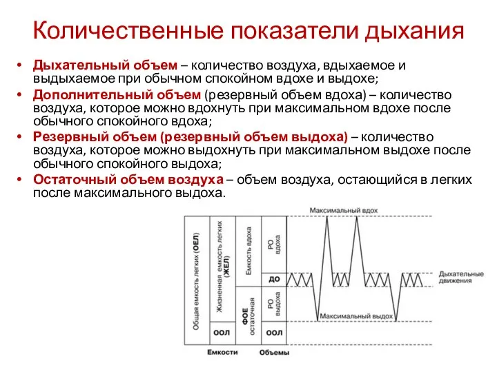 Количественные показатели дыхания Дыхательный объем – количество воздуха, вдыхаемое и выдыхаемое при