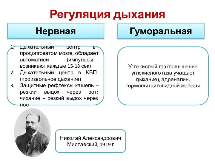 Регуляция дыхания Нервная Гуморальная Дыхательный центр в продолговатом мозге, обладает автоматией (импульсы