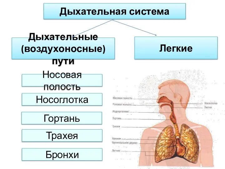 Дыхательная система Дыхательные (воздухоносные) пути Легкие Носовая полость Носоглотка Гортань Трахея Бронхи