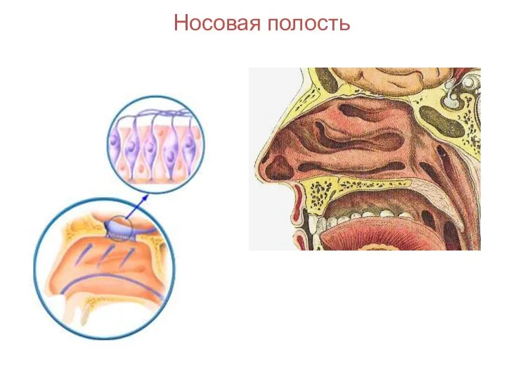 Носовая полость