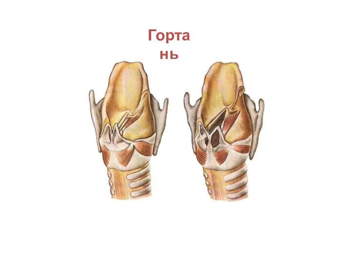 Гортань