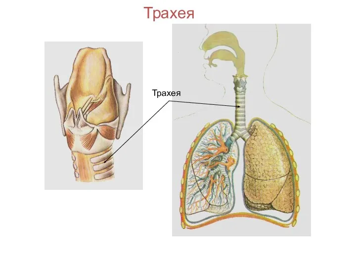 Трахея Трахея