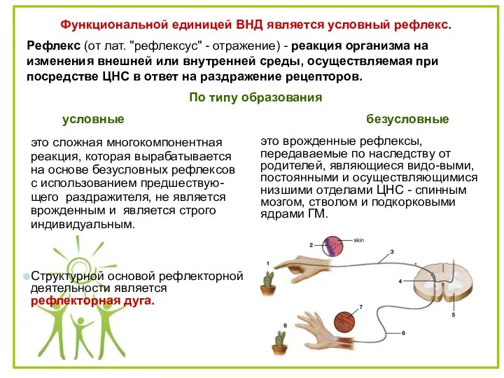 Функциональной единицей ВНД является условный рефлекс. Pефлекс (от лат. "рефлексус" - отражение)