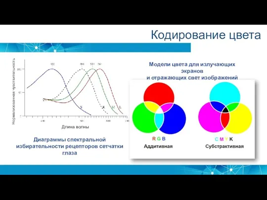 Длина волны Нормализованная чувствительность Кодирование цвета Диаграммы спектральной избирательности рецепторов сетчатки глаза