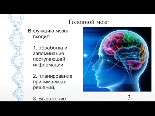 Головной мозг В функцию мозга входит: 1. обработка и запоминание поступающей информации.