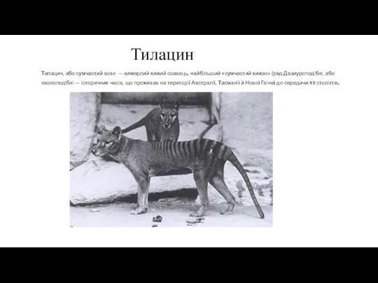 Тилацин Тилацин, або сумчастий вовк — вимерлий хижий ссавець, найбільший «сумчастий хижак»