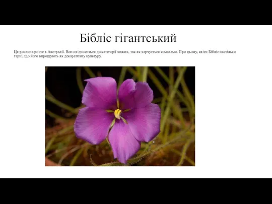 Бібліс гігантський Ця рослина росте в Австралії. Воно відноситься до категорії хижих,