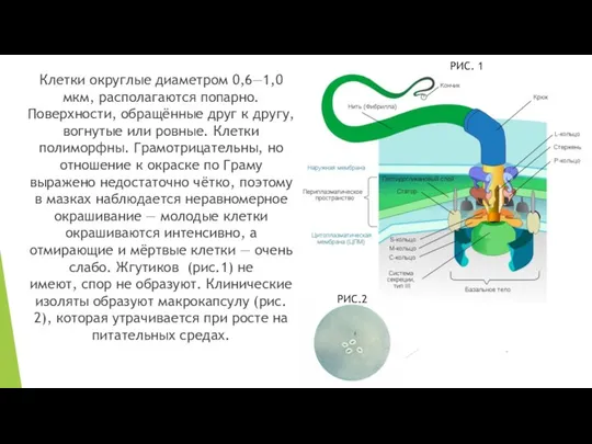 Клетки округлые диаметром 0,6—1,0 мкм, располагаются попарно. Поверхности, обращённые друг к другу,