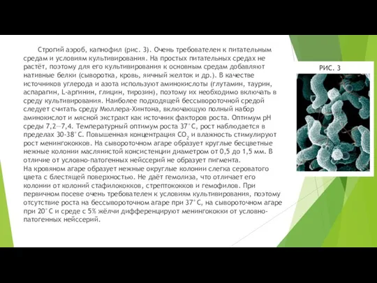 Строгий аэроб, капнофил (рис. 3). Очень требователен к питательным средам и условиям