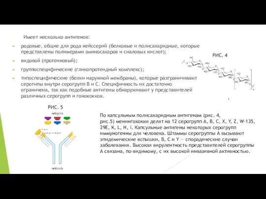 Имеет несколько антигенов: родовые, общие для рода нейссерий (белковые и полисахаридные, которые