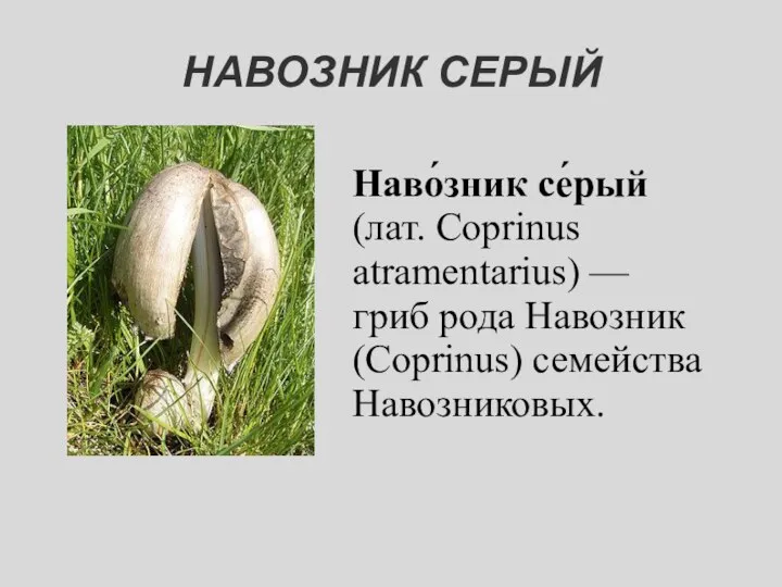 НАВОЗНИК СЕРЫЙ Наво́зник се́рый (лат. Coprinus atramentarius) — гриб рода Навозник (Coprinus) семейства Навозниковых.