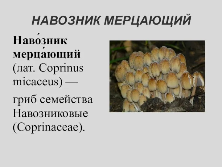 НАВОЗНИК МЕРЦАЮЩИЙ Наво́зник мерца́ющий (лат. Coprinus micaceus) — гриб семейства Навозниковые (Coprinaceae).