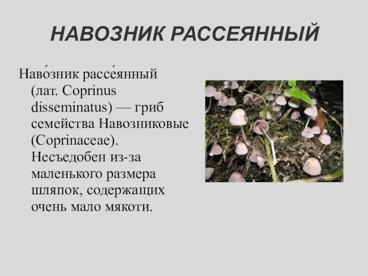 НАВОЗНИК РАССЕЯННЫЙ Наво́зник рассе́янный (лат. Coprinus disseminatus) — гриб семейства Навозниковые (Coprinaceae).