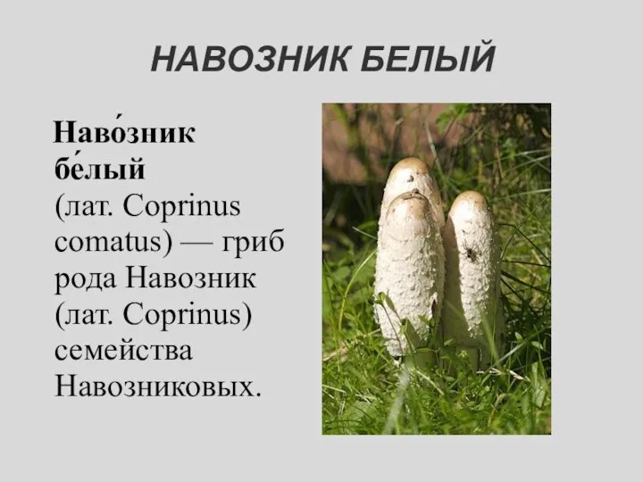 НАВОЗНИК БЕЛЫЙ Наво́зник бе́лый (лат. Coprinus comatus) — гриб рода Навозник (лат. Coprinus) семейства Навозниковых.