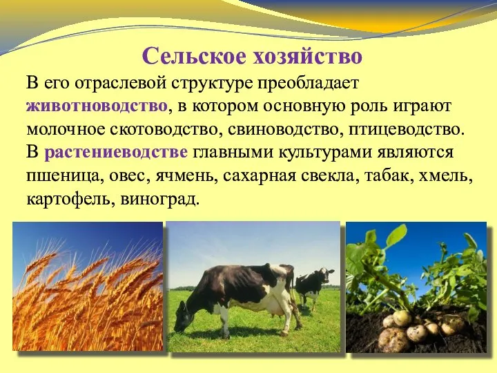 Сельское хозяйство В его отраслевой структуре преобладает животноводство, в котором основную роль