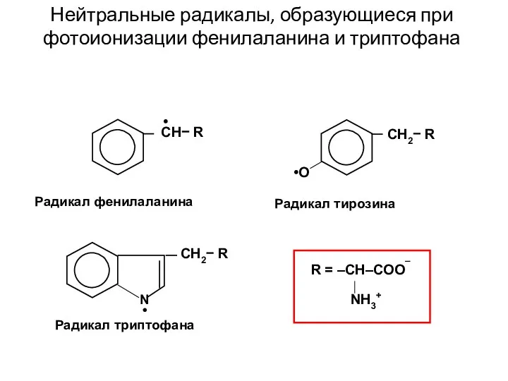 Нейтральные радикалы, образующиеся при фотоионизации фенилаланина и триптофана