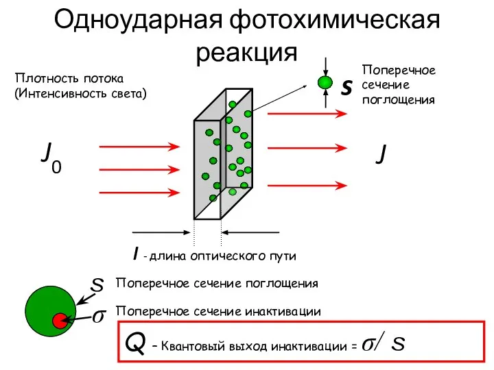 Одноударная фотохимическая реакция Q – Квантовый выход инактивации = σ/ s