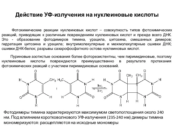 Действие УФ-излучения на нуклеиновые кислоты Фотохимические реакции нуклеиновых кислот – совокупность типов