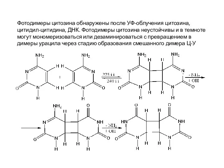 Фотодимеры цитозина обнаружены после УФ-облучения цитозина, цитидил-цитидина, ДНК. Фотодимеры цитозина неустойчивы и