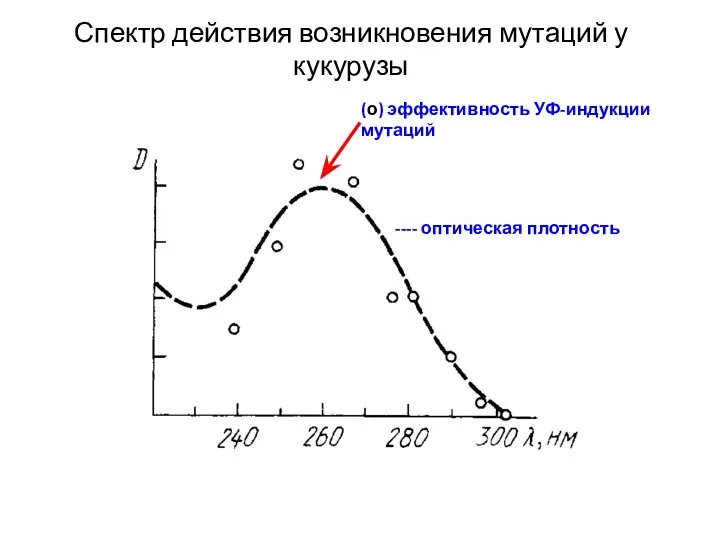 Спектр действия возникновения мутаций у кукурузы ---- оптическая плотность (о) эффективность УФ-индукции мутаций