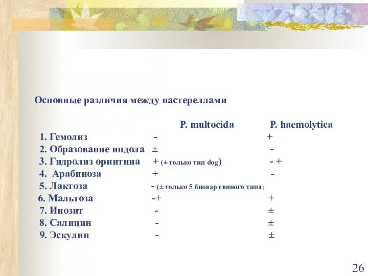 Основные различия между пастереллами P. multocida P. haemolytica 1. Гемолиз - +