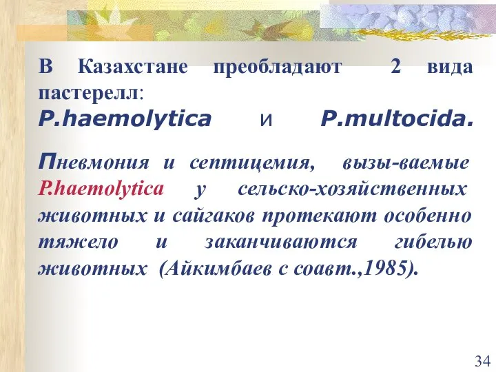 В Казахстане преобладают 2 вида пастерелл: Р.haemolytica и P.multocida. Пневмония и септицемия,