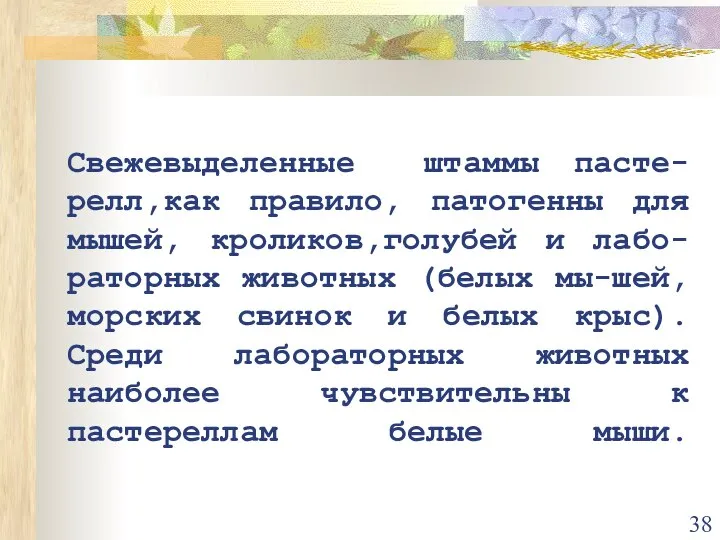 Свежевыделенные штаммы пасте-релл,как правило, патогенны для мышей, кроликов,голубей и лабо-раторных животных (белых