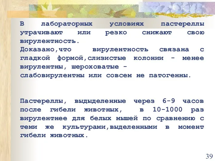 В лабораторных условиях пастереллы утрачивают или резко снижают свою вирулентность. Доказано,что вирулентность