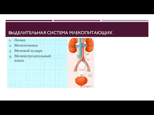 ВЫДЕЛИТЕЛЬНАЯ СИСТЕМА МЛЕКОПИТАЮЩИХ