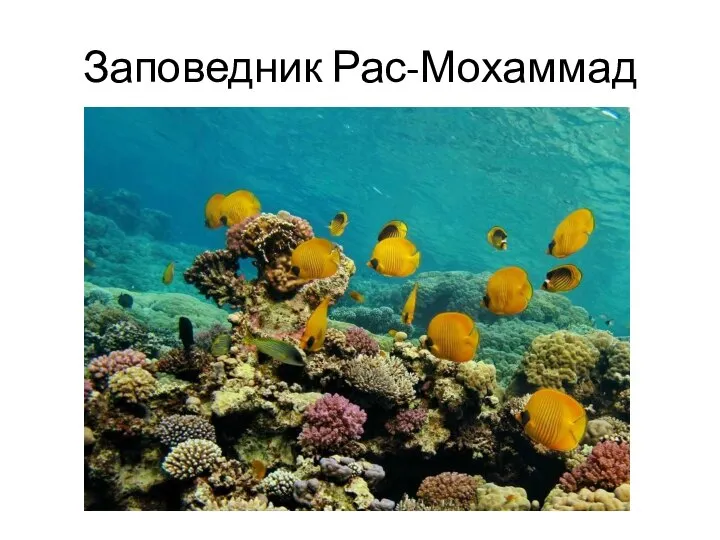 Заповедник Рас-Мохаммад