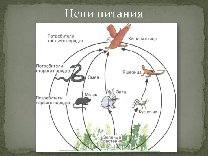 Цепи питания