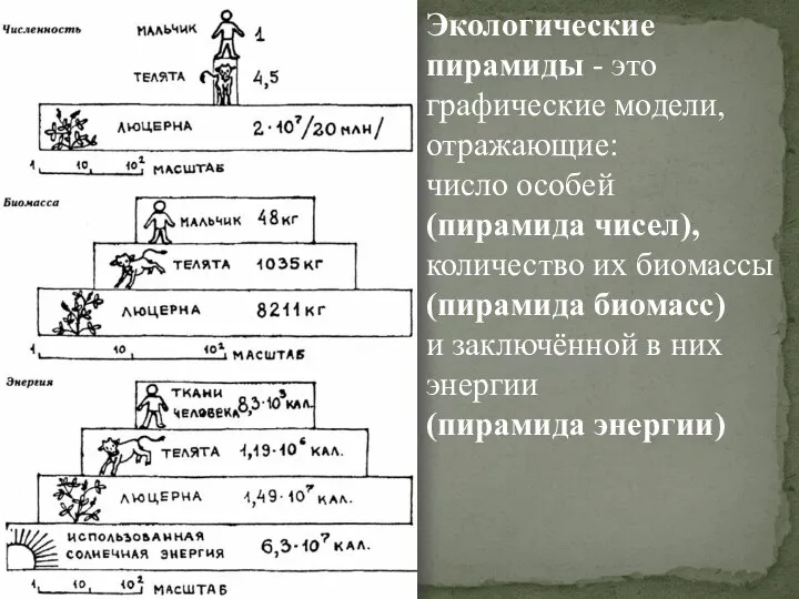 Экологические пирамиды - это графические модели, отражающие: число особей (пирамида чисел), количество