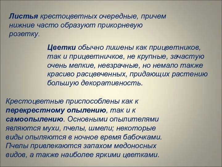 Листья крестоцветных очередные, причем нижние часто образуют прикорневую розетку. Цветки обычно лишены