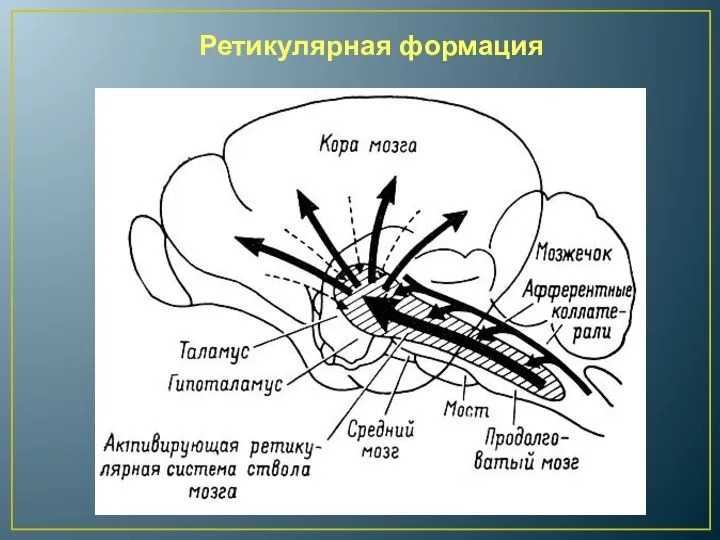 Ретикулярная формация