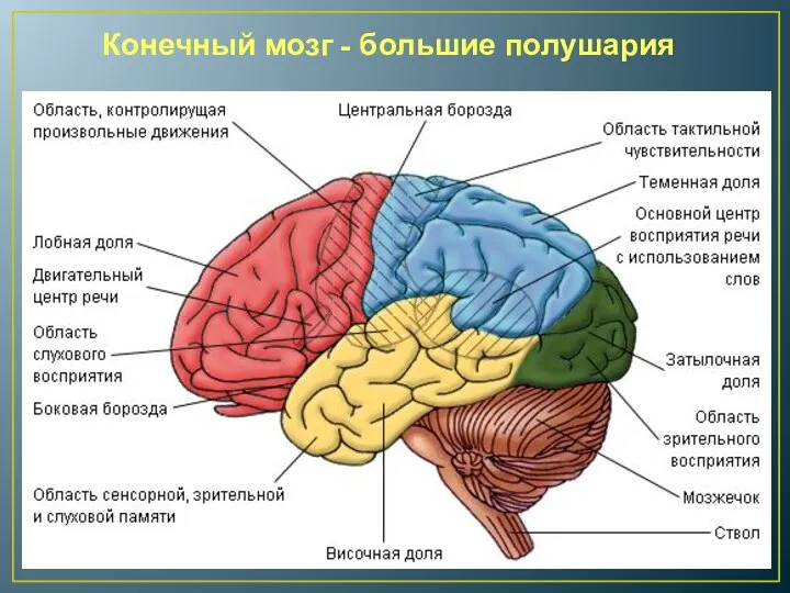 Конечный мозг - большие полушария