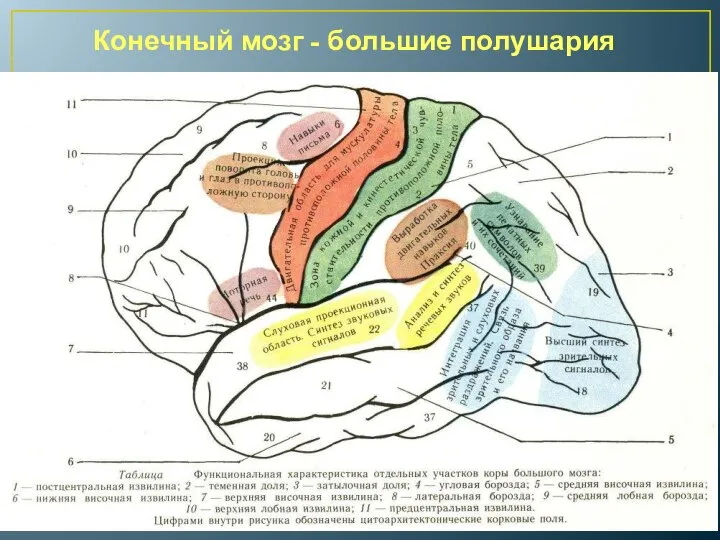 Конечный мозг - большие полушария