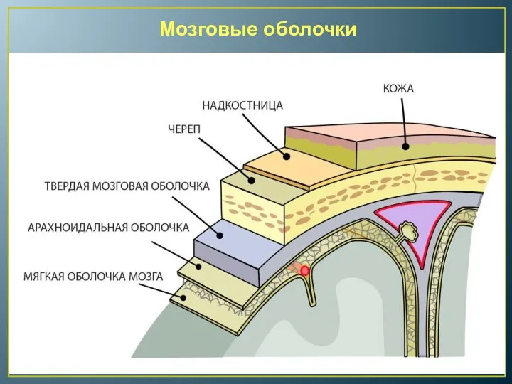 Мозговые оболочки