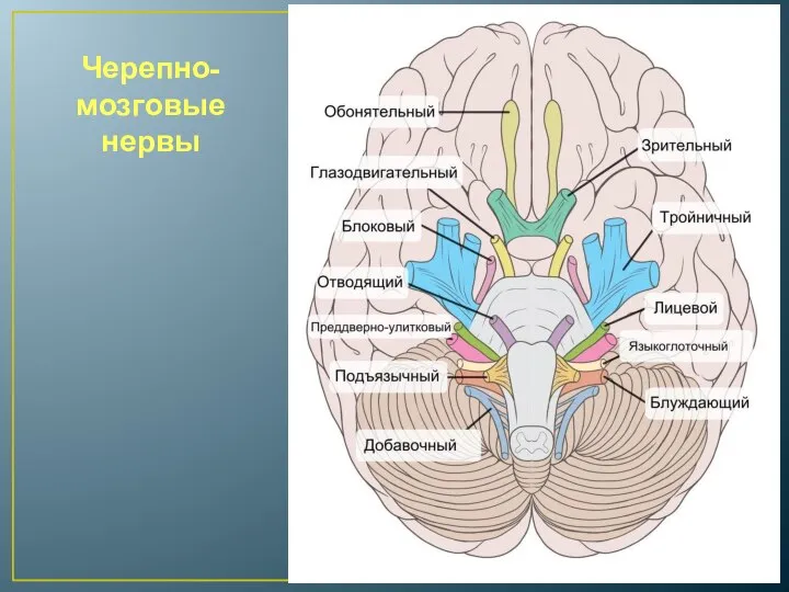 Черепно-мозговые нервы